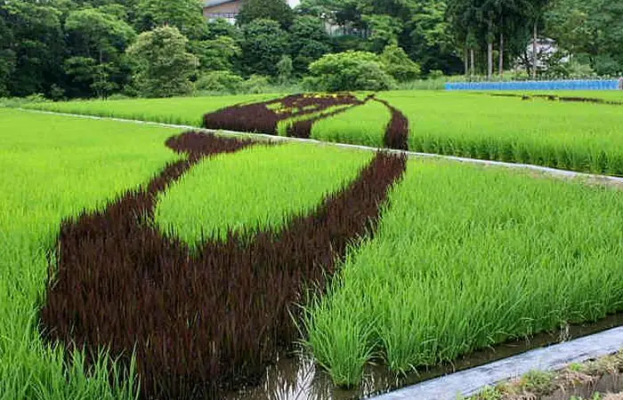 rice-feild-art3jpg.jpg