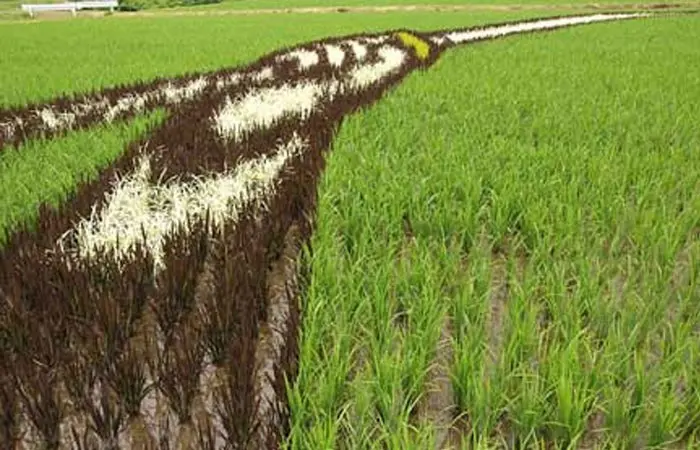 rice-feild-art1.jpg