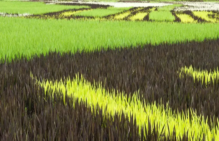 rice-feild-art4jpg.jpg