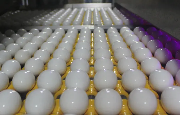 egg13.jpg