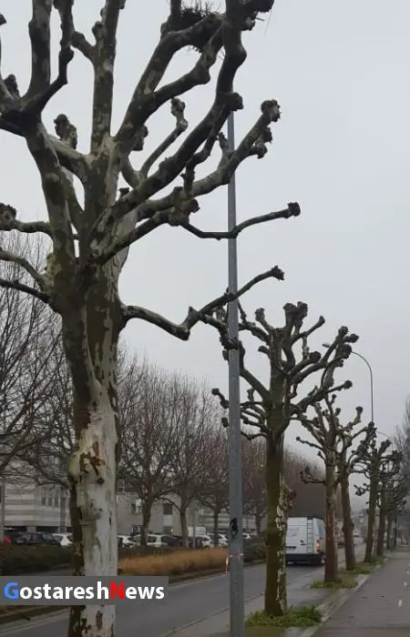christmas-tree.jpg