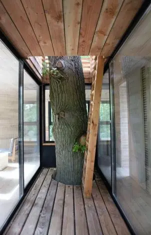 tree-house-gardeshgari3.jpg