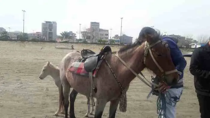 Anzali_gostaresh34.jpg