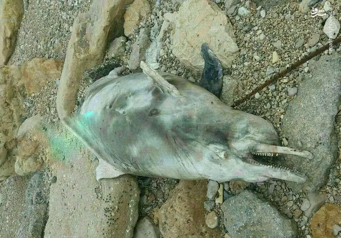 dolfin.jpg