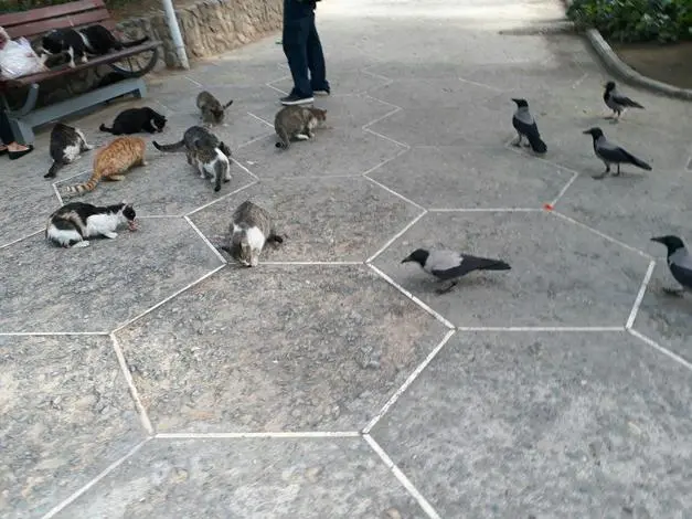 mehraban5.jpg
