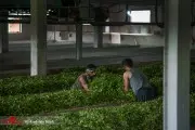 1624622781