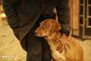 dogsndhumen