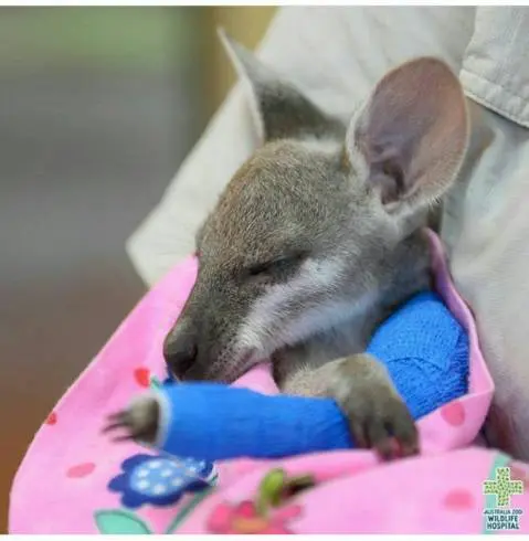 zoo-hospital05.jpg