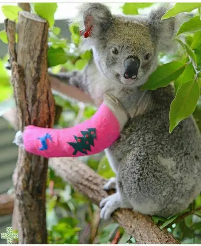 zoo-hospital10.jpg