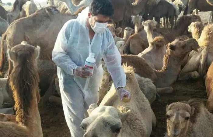 damdari-shotor.jpg