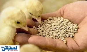 مخالفت قاطع تولیدکنندگان خوراک دام با ارز ۴۲۰۰ تومانی