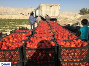 علت نابه سامانی بازار گوجه فرنگی چیست؟
