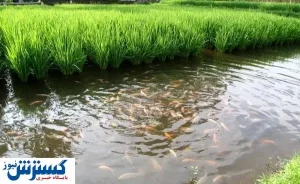 کسب و کاری سودآور برای برنج ‌کاران