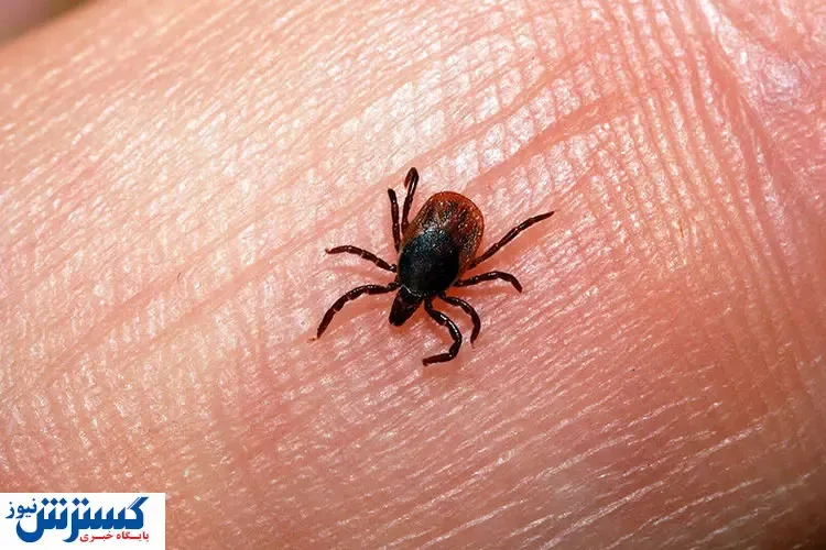 ابتلای دو نفر در مازندران به تب کریمه کنگو