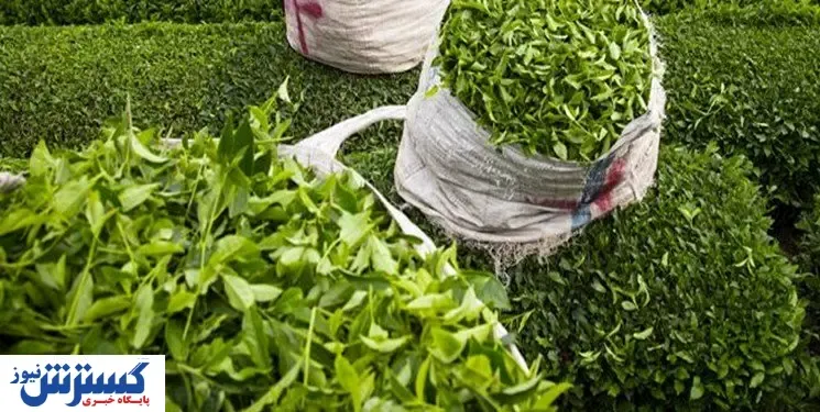 آخرین آمار از پرداخت مطالبات چایکاران