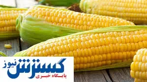 ماجرای تبدیل ذرت آلوده به الکل
