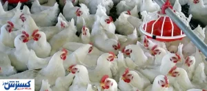 صنعت مرغداری بالاخره به سود رسید