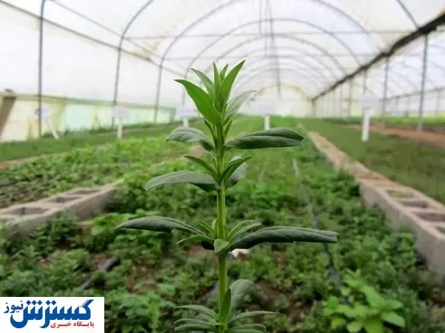 تسهیلات خوب برای یک تولید خاص