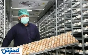 چرا تولید ماشین جوجه‌کشی نمی‌صرفد؟