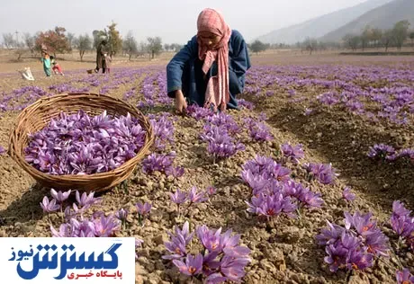 صادرات زعفران از سر گرفته شد/ افزایش قیمت در بازار