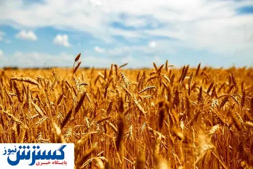 منتظر افزایش قیمت ۴۰۰۰ تومانی گندم باشید