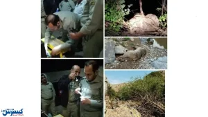 نجات شبانه یک خرس قهوه ای در شهرستان سراب + عکس
