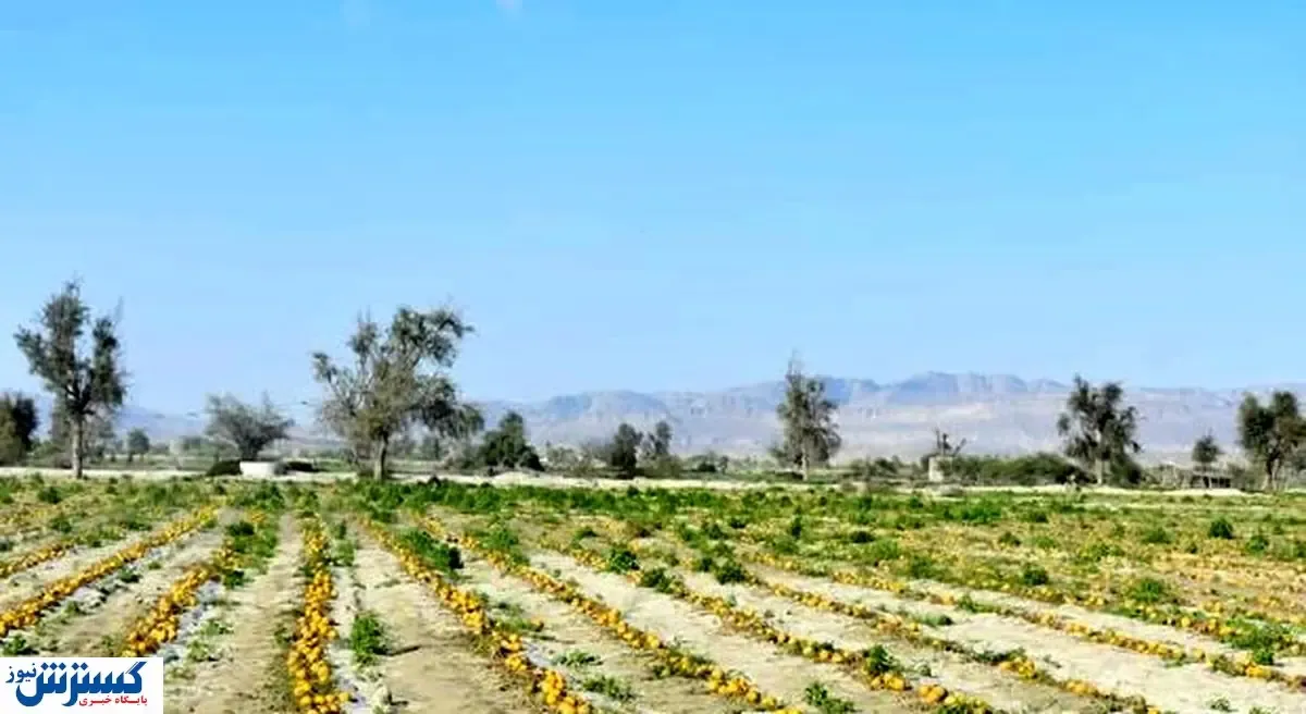 کدام مشاغل در بحران کرونا کمتر آسیب دیدند؟
