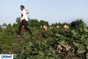 تصاویر/ تماشای مزرعه بادام زمینی