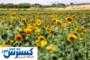 تصاویر / برداشت تخمه آفتابگردان