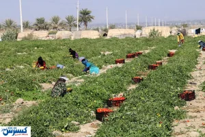 حمایت از سرمایه داران برای توسعه اشتغال روستایی