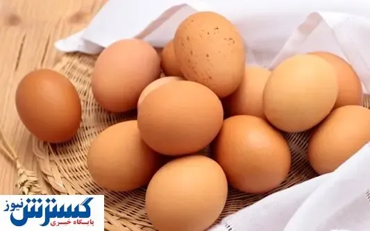 تخم مرغ دوباره گران میشود؟
