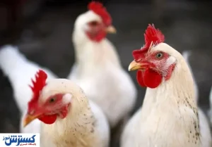 بررسی وضعیت صنعت مرغدارای در یک سال اخیر