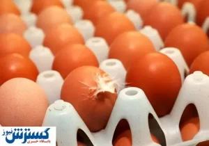 قیمت تخم مرغ در بازار (۹۹/۱۱/۲)
