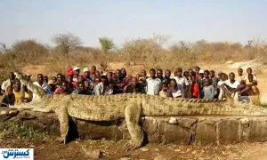 عکس / تمساحی به اندازه نهنگ