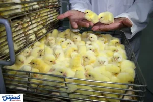 عجله‌ ای که کار دست مرغداران می‌دهد