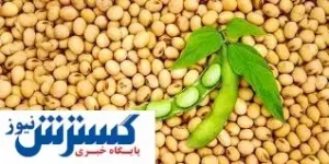 تجارت چرب چینی ها!
