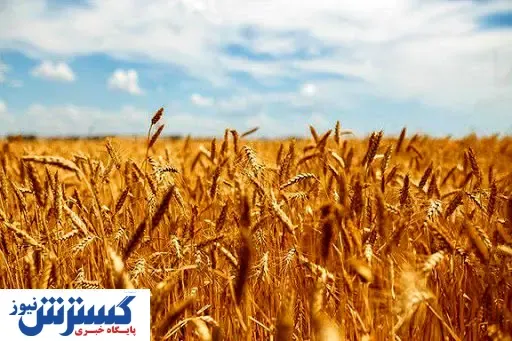 قیمت خرید گندم تغییر می کند