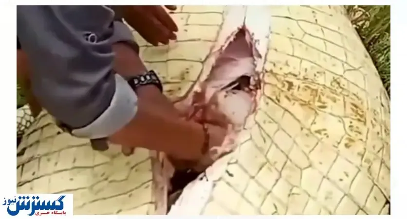 تمساح ۸ متری قاتل پسربچه اندونزیایی