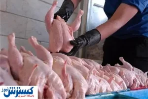 گرانی مرغ در راه است؟