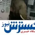 عظیم‌الجثه‌ترین دزد دنیا سوژه جهان شد! / عکس