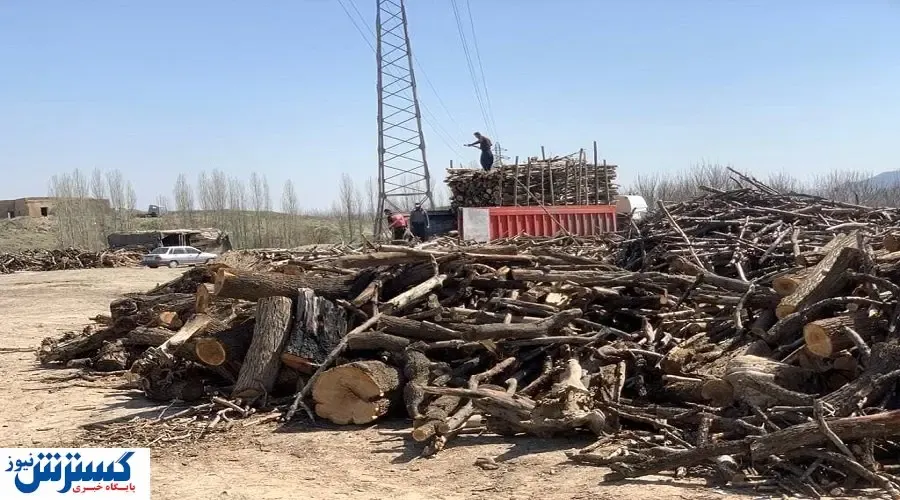 شب‌ها که ما می‌خوابیم؛ جنگل دزدها بیدارن!