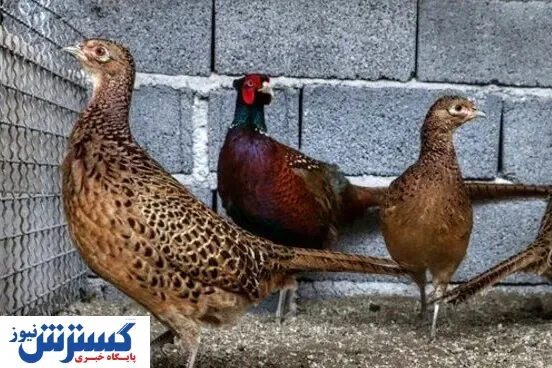 چطور با جیب خالی قرقاول پرورش بدهیم؟