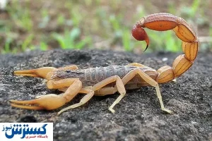 عقرب سیاه چطور در ۱۵ دقیقه انسان را می‌ کشد