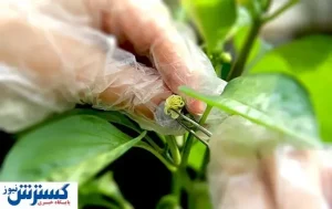 جهاد دانشگاهی بذرهای هیبرید تولید می‌کند