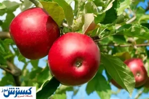 زمان طلایی مصرف این میوه برای لاغر شدن