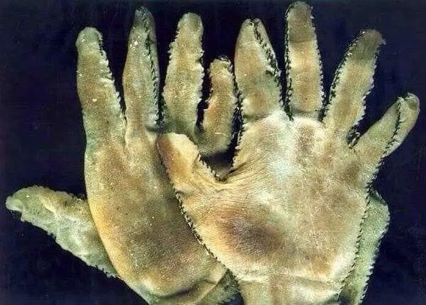 دستکش۱