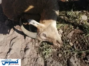 شیوع طاعون در استان البرز تأیید شد