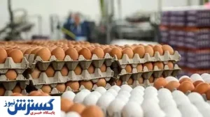 قیمت مصوب تخم مرغ اعلا شد