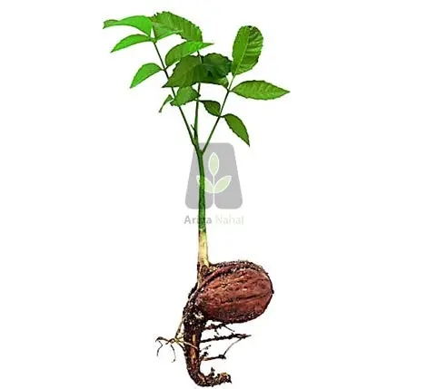 درخت گردو