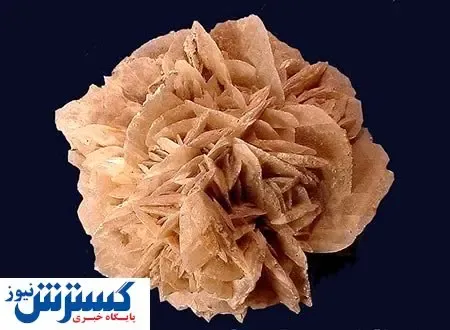 رز گران قیمتی که در بیابان رشد می کند + عکس